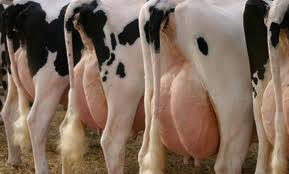 Mastitis de las vacas Inflamación de las mamas de las vacas