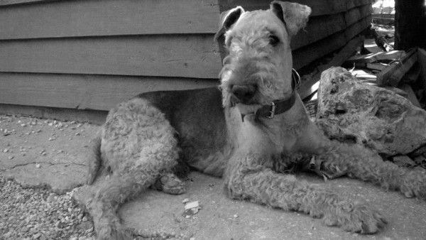 tolo-blancoynegro